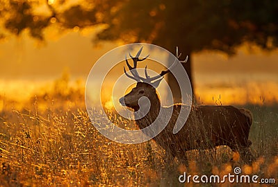Red deer standing in grass at sunrise Stock Photo