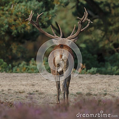 Red deer in nice sunlight during mating season Stock Photo