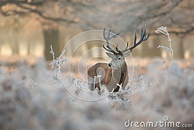 Red deer in winter Stock Photo