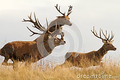 Red deers on the run Stock Photo