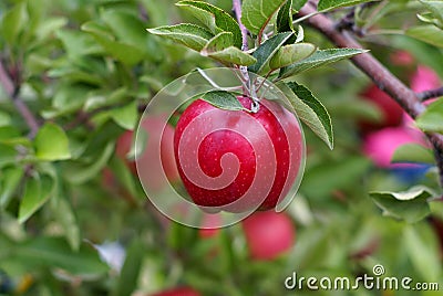 Red delicious apple Stock Photo