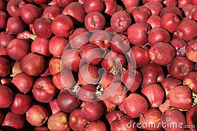 Red Delicious apples Stock Photo