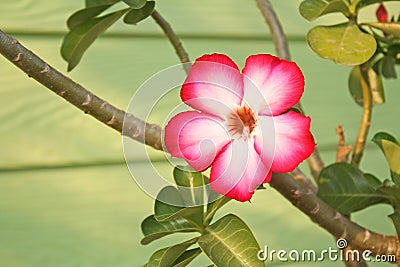 Red desert rose,adenium Stock Photo