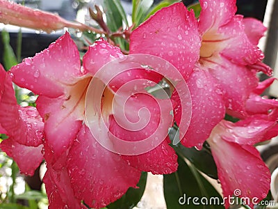 Red desert rose or adenium with drop water Stock Photo