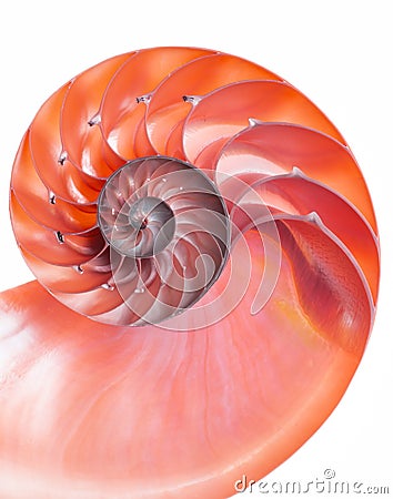 Red detail of nautilus spiral shell Stock Photo