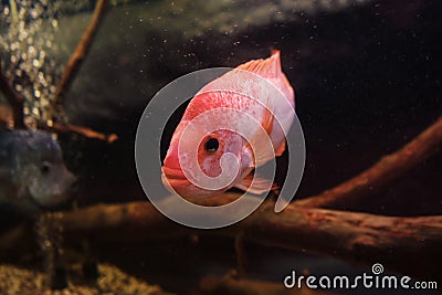 Close up view of head of red devil cichlid Stock Photo