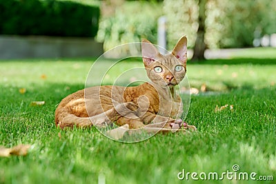 Red Devon Rex cat lying on the green grass Stock Photo