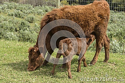 Red Dexter Cow, considered a rare breed, with calf drinking from her as she grazes on green grass Stock Photo