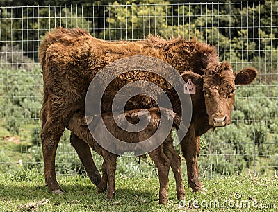 Red Dexter Cow, with newly born calf drinking her milk Stock Photo