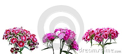 Red dianthus Stock Photo