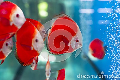 Red Discus Fish Stock Photo