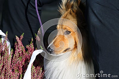 Red dog breed collie for a walk Stock Photo