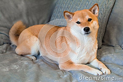 Red dog breed Shiba inu is lying on the grey sofa at home Stock Photo