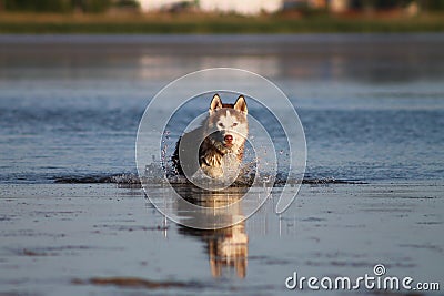 Red dog breed Siberian husky in the lake Stock Photo