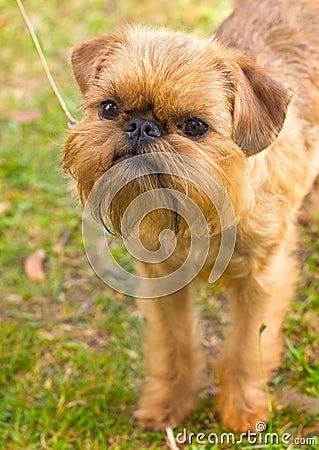 Red dog Brussels Griffon breed Stock Photo