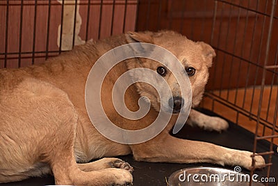 Red dog in a cage Stock Photo