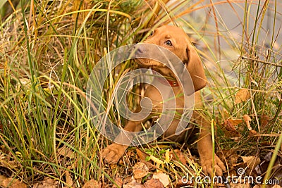 The dog hid in the green grass behind the pond Stock Photo