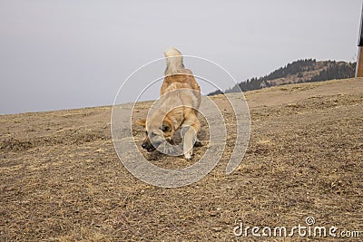 a red dog jumps against the background of mountains Stock Photo