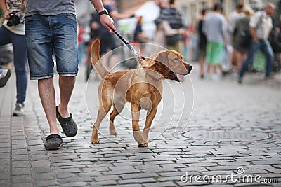 Red Dog Stock Photo