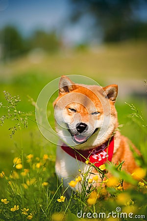 Red dog Shiba inu on nature on the grass Stock Photo