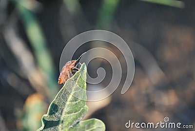 Red dolycoris baccarum sloe bug on blurry texture of green leaves, soft bokeh backgroundRed dolycoris baccarum sloe bug Stock Photo