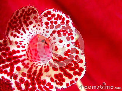 Red dots Flower Stock Photo