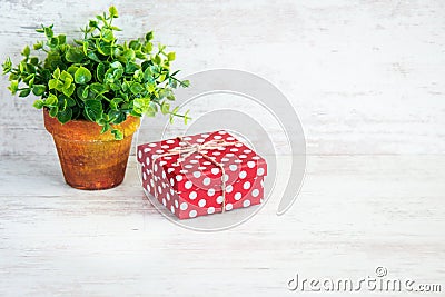 Red dotted gift box and a green flower in a rustic ceramic pot. White wooden background, copy space. Stock Photo