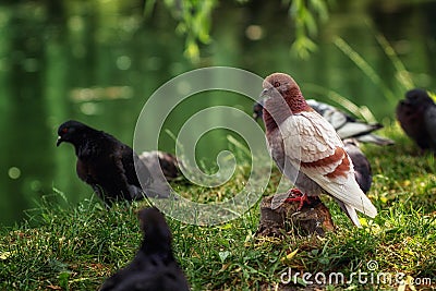 A red dove sits on a stump in a park near the lake Stock Photo