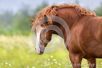 Red draft horse Stock Photo