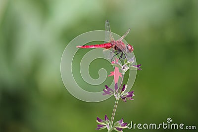 Red Dragon Fly Stock Photo