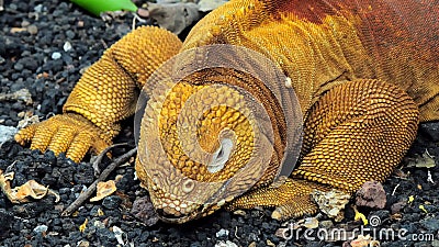 Red Dragon. Land iguana. Galapagos islands, Ecuador Stock Photo