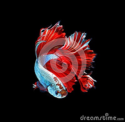 Red dragon siamese fighting fish, betta fish isolated on black b Stock Photo