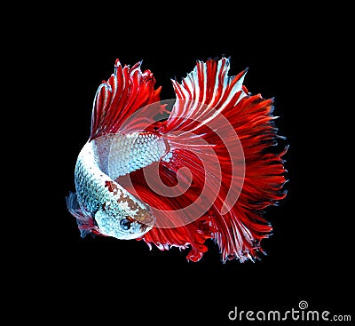 Red dragon siamese fighting fish, betta fish isolated on black b Stock Photo