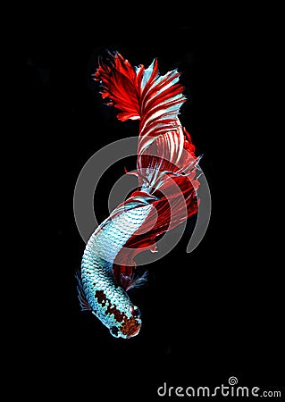 Red dragon siamese fighting fish, betta fish isolated on black b Stock Photo