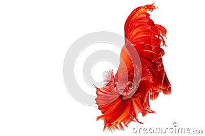 Red dragon Siamese fighting fish movement isolated on white back Stock Photo