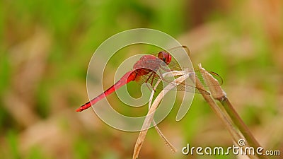 Red dragonfly Crocothemis servilia rest on grass Stock Photo