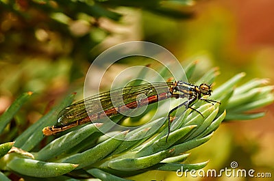 Red Dragonfly damselfly Zygoptera eats prey on grass. Stock Photo