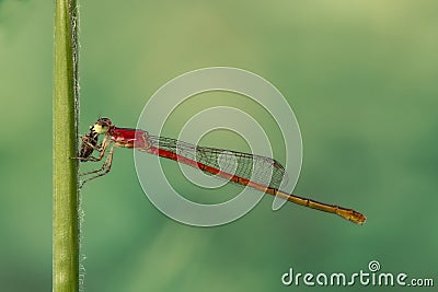 Red Dragonfly/damselfly/Zygoptera eats prey on green grass stem Stock Photo