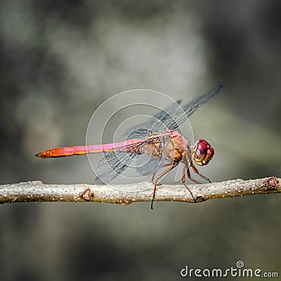 Red dragonfly insect resting on twig closeup macro square Stock Photo