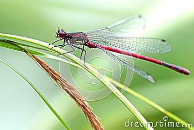 Red dragonfly Stock Photo