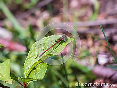 Red dragonfly. Mature adult of Large red damselfly sitting on the leaf in summer Stock Photo