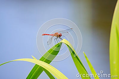 Red dragonfly Stock Photo