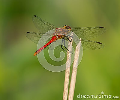 Red dragonfly sitting on top of dry vegetation Stock Photo