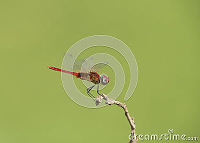 Red Dragonfly sittingon a twig seen at Thane,maharashtra,India Stock Photo
