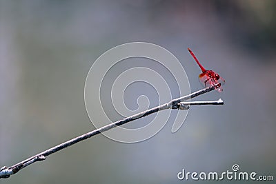 Red dragonfly Stock Photo