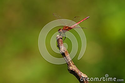 Red dragonfly Trithemis aurora on a twigh Stock Photo