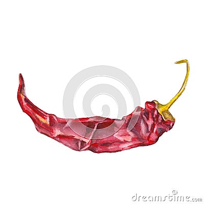 The red dried chile pepper on white background, watercolor illustration Cartoon Illustration