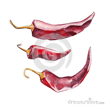 The red dried chile pepper on white background, watercolor illustration Cartoon Illustration