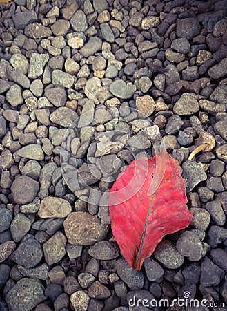 Red dry leaf over pebbles Stock Photo