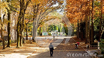 Red dry pine leave and ginkgo tree and black cloth asian man wlak on street in osaka park around osaka castle kyoto japan Editorial Stock Photo